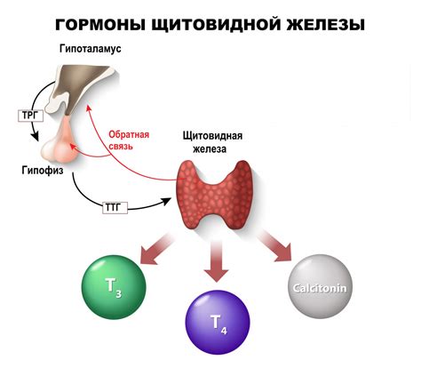Предупреждение отклонений щитовидной железы у женщин