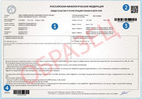 Преимущества РКФ регистрации