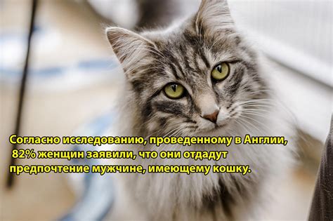 Преимущества владения кошкой