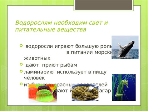 Преимущества использования водорослей в питании