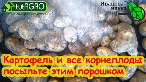 Преимущества использования лазурита при обработке картофеля