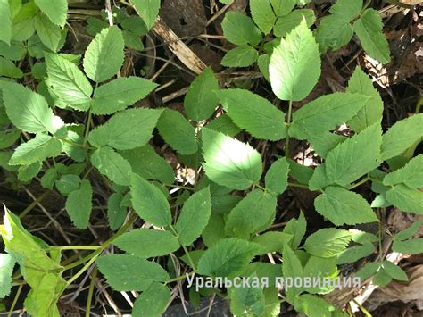 Преимущества использования натуральных методов борьбы со снытью