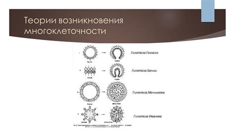 Преимущества многоклеточности