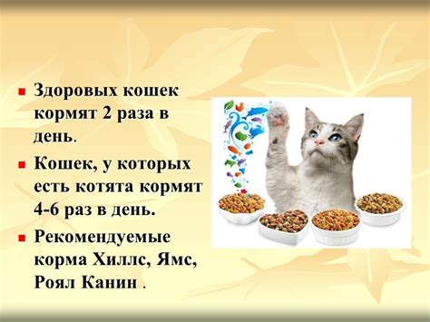 Преимущества рыбного рациона для кошки