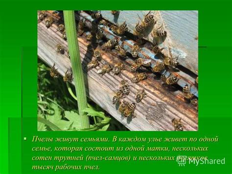 Преимущества сохранения трутней в улье