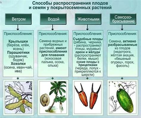 Преимущества сочных плодов в привлечении покровителей распространения семян