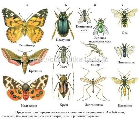 Привлекает вредителей и насекомых