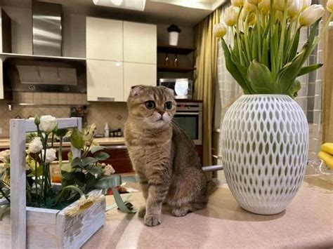 Привлечение кота к игровой зоне без воды