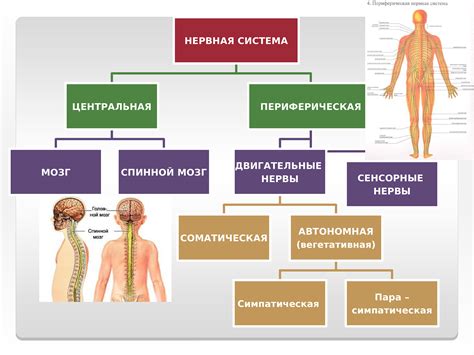 Привычка и нервная система