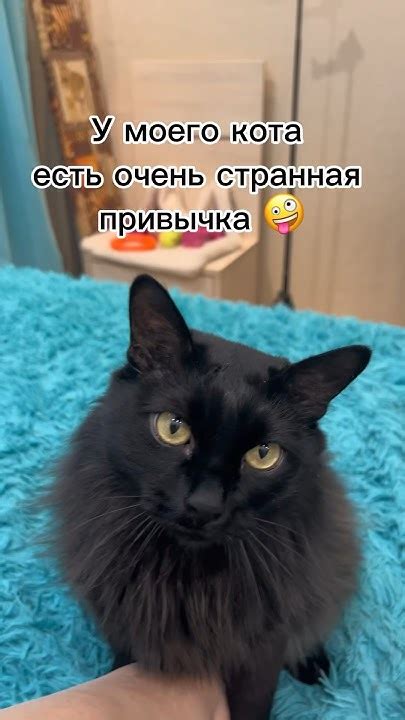 Привычка кота