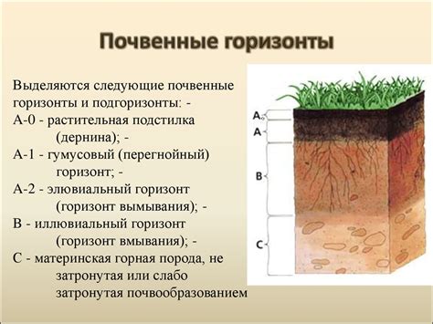Приготовление и использование почвы для прививки