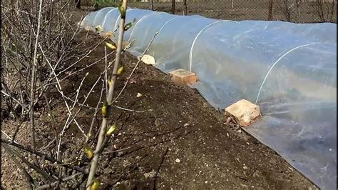 Приготовление парников для выращивания дынь
