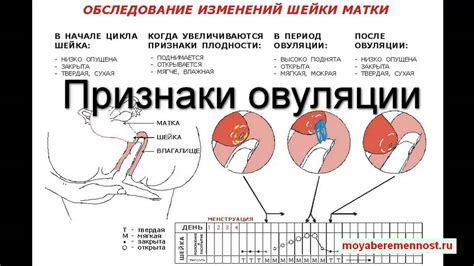 Признаки овуляции