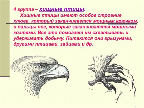 Признаки хищных птиц