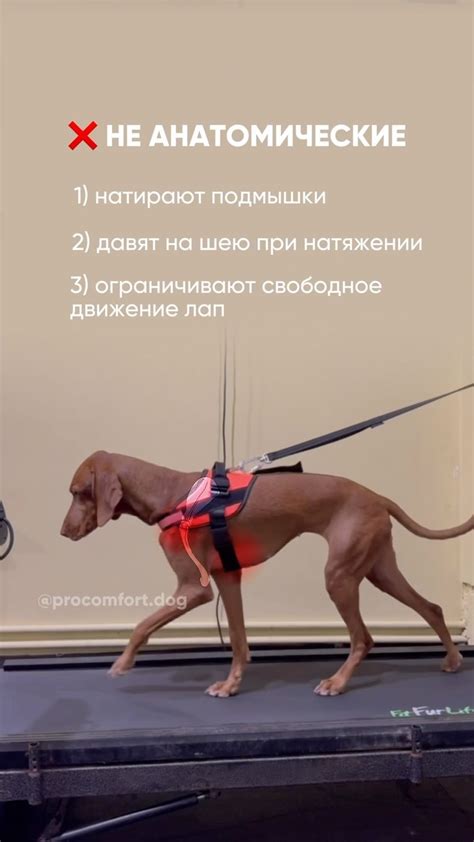 Применение валерьянки для собаки: безопасный выбор или рискованный эксперимент