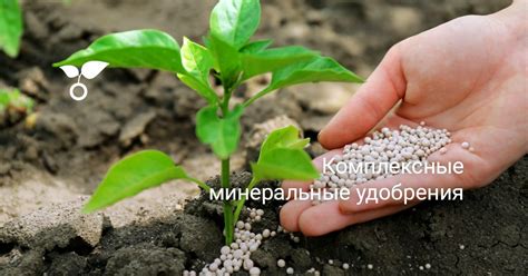 Применение удобрений: подкормка как способ предотвращения пейринга