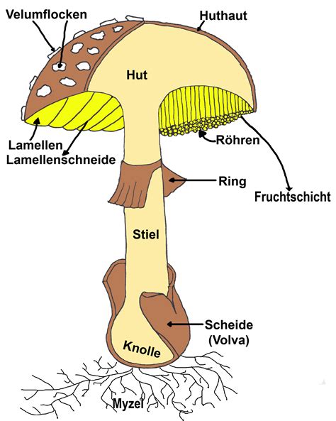 Применение Pilz