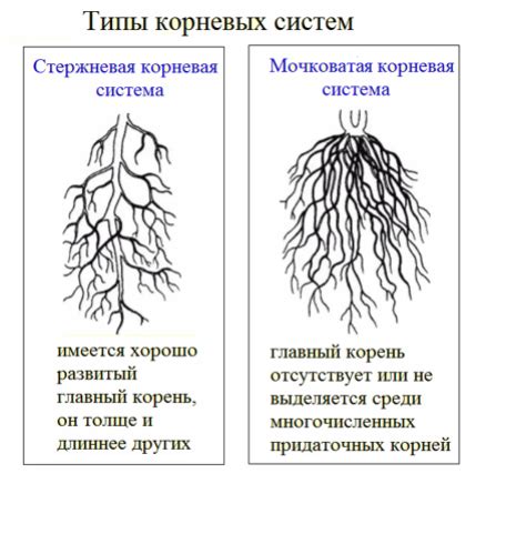 Примеры применения обработки корня