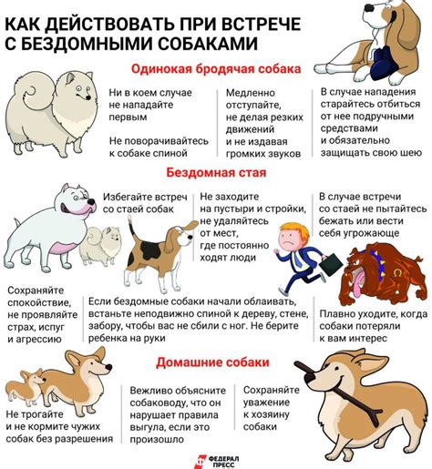 Принципы правильного поведения с собакой