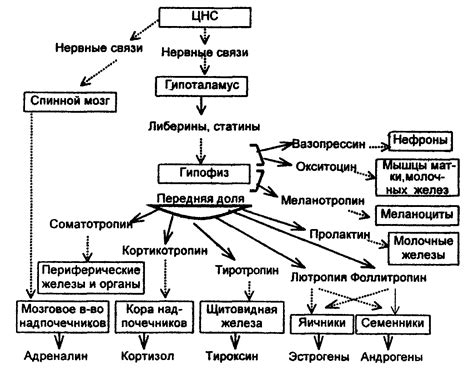 Принципы работы организма женщины