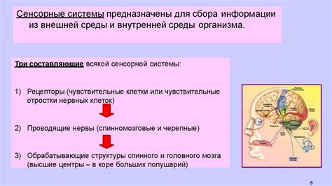 Принципы работы рецепторов глаза флюгеля