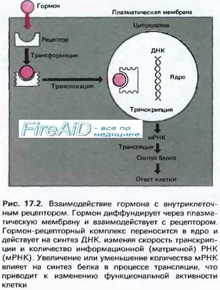 Принцип работы и механизмы действия