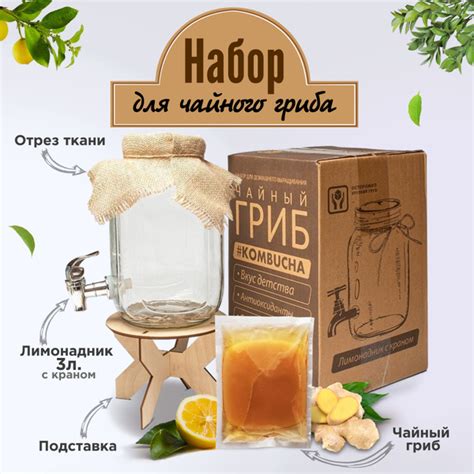 Приобретение чайного гриба: где и как выбрать