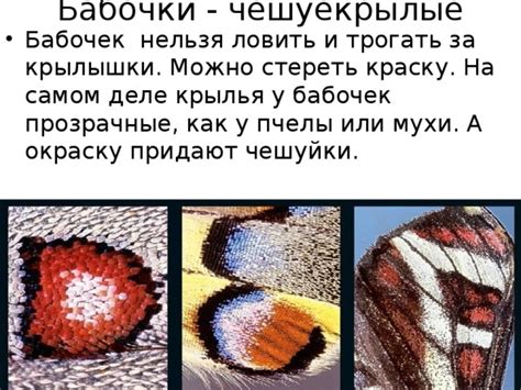 Природные последствия при трогании бабочек за крылья