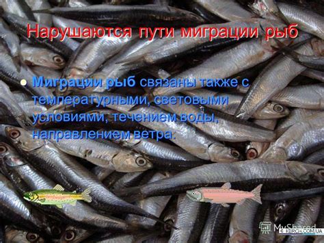 Природные причины миграции рыб в соленую воду