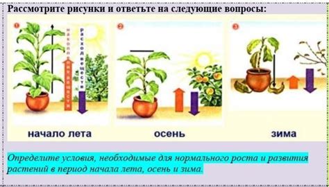 Природные условия для роста
