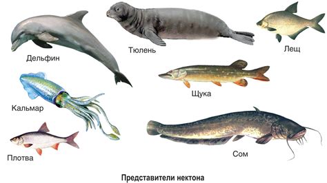 Приспособление растений и животных к жизни на суше
