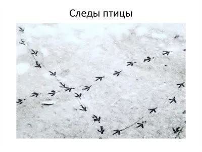 Причина неподвижности воробья на дорожке