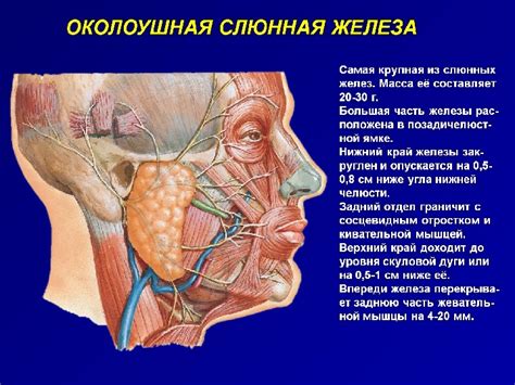 Причина №3: Влияние кофе на слюнные железы