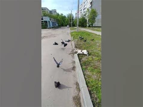 Причина №3: Имитация охоты