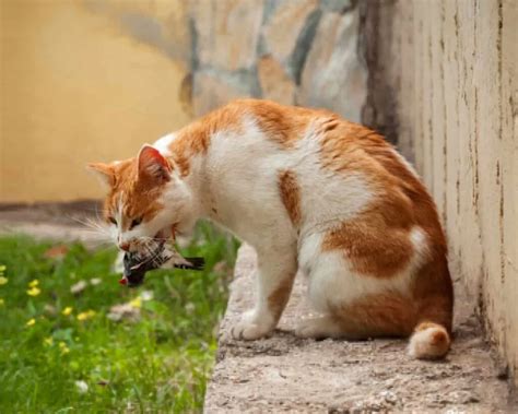 Причины, которые могут заставить вашу кошку уйти