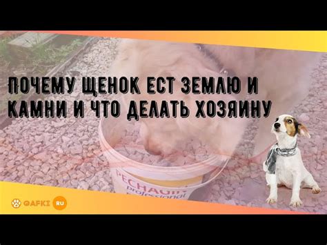 Причины, побуждающие собаку есть землю и камни
