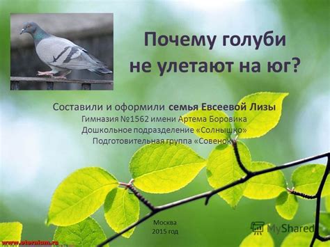 Причины, по которым голуби не улетают на юг