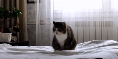 Причины, по которым кошка гадит на кровать хозяина