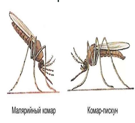 Причины, по которым только самки комаров кусают людей