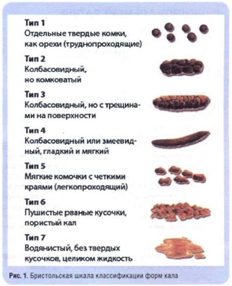 Причины белых какашек у собак: основные факторы и лечение