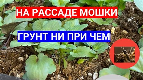 Причины близкого присутствия мошек