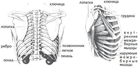 Причины боли в обеих ключицах