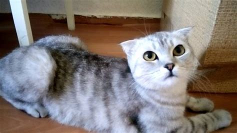 Причины возникновения течки у стерилизованной кошки