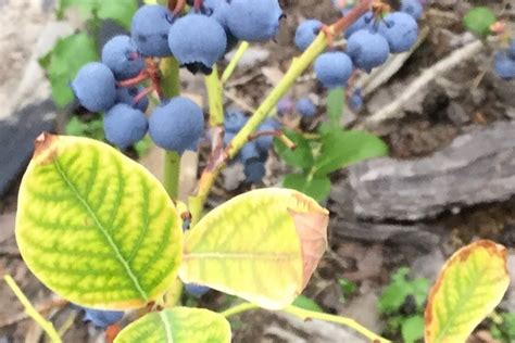 Причины вяния молодых побегов голубики