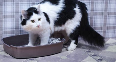 Причины запаха мочи у кошек