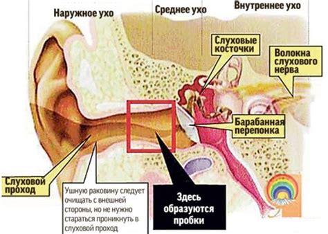 Причины зуда на ушах и затылке