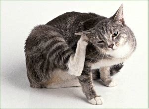 Причины зуда у котов без наличия блох