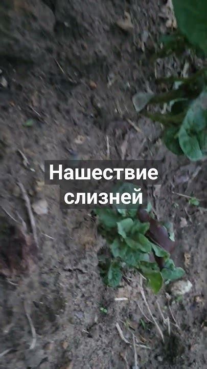 Причины и вред, наносимый слизняками в огороде