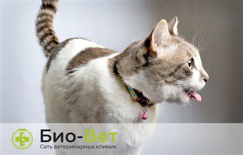 Причины крипторхидизма у кошек