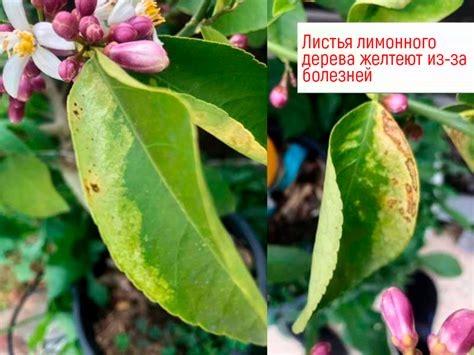 Причины лимонного дерева осыпания листьев